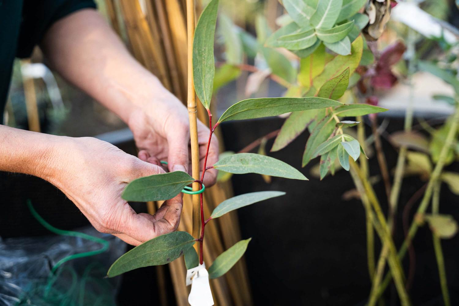 Westside Eucalyptusfarm